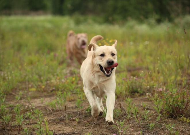 Why Does Your Dog Need More Than a Regular Walk in Denver?