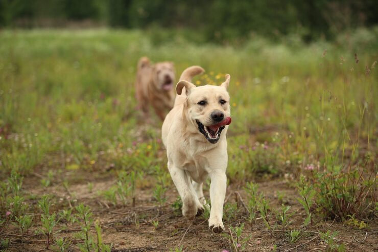 Why Does Your Dog Need More Than a Regular Walk in Denver?